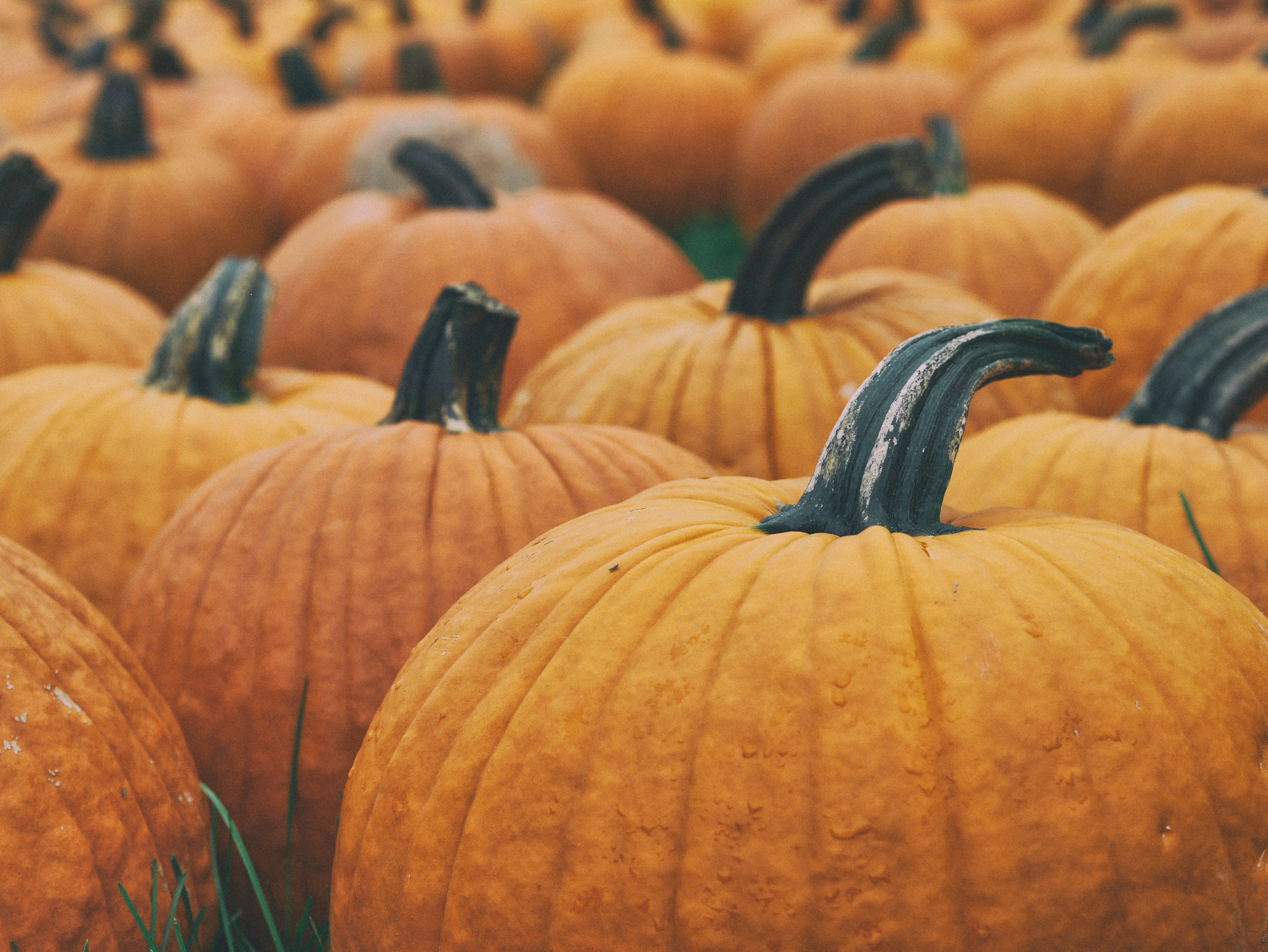 Fall festivals in the 417