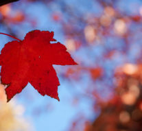 How do students show gratitude? Speaker on campus gives tips for the holidays