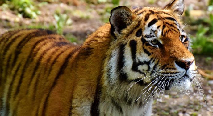 The kings of the Ozarks: National Tiger Sanctuary in need of volunteers