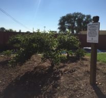Campus landscape sustainability: New native habitat restoration site, students composting on campus