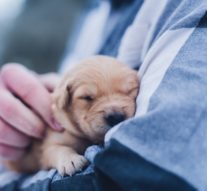 BBB warns about holiday puppy scams