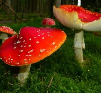 Magic mushrooms, magic medicine