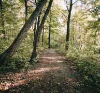 Take a Hike! A Guide to the Outdoors in Springfield