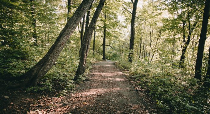 Take a Hike! A Guide to the Outdoors in Springfield