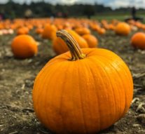 Spooky events in Springfield: What to do over fall break