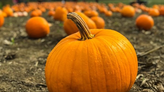 Spooky events in Springfield: What to do over fall break