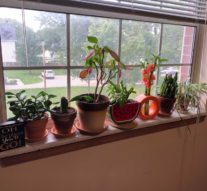 Better Be-leaf It: Houseplants in College