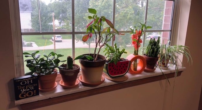 Better Be-leaf It: Houseplants in College