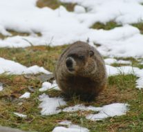 Hibernation habits: What life in the winter is like for mammals in the Ozarks