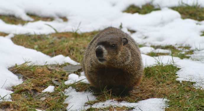 Hibernation habits: What life in the winter is like for mammals in the Ozarks