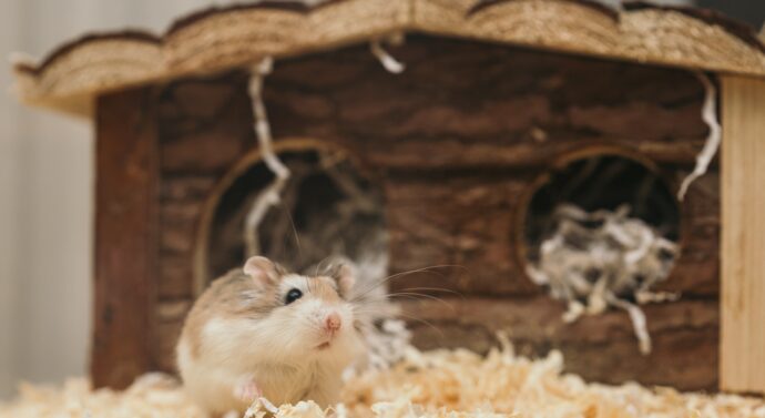 Hamster pandemic: Hong Kong disposes of thousands of Covid-positive hamsters